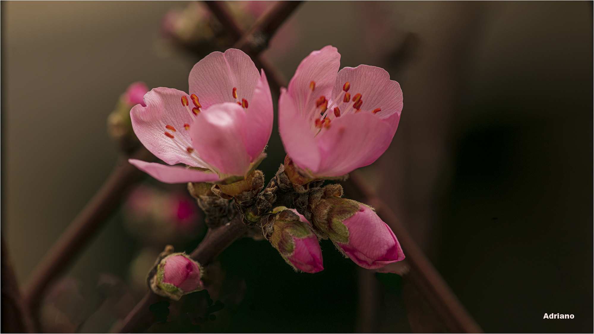 Peach blossoms....