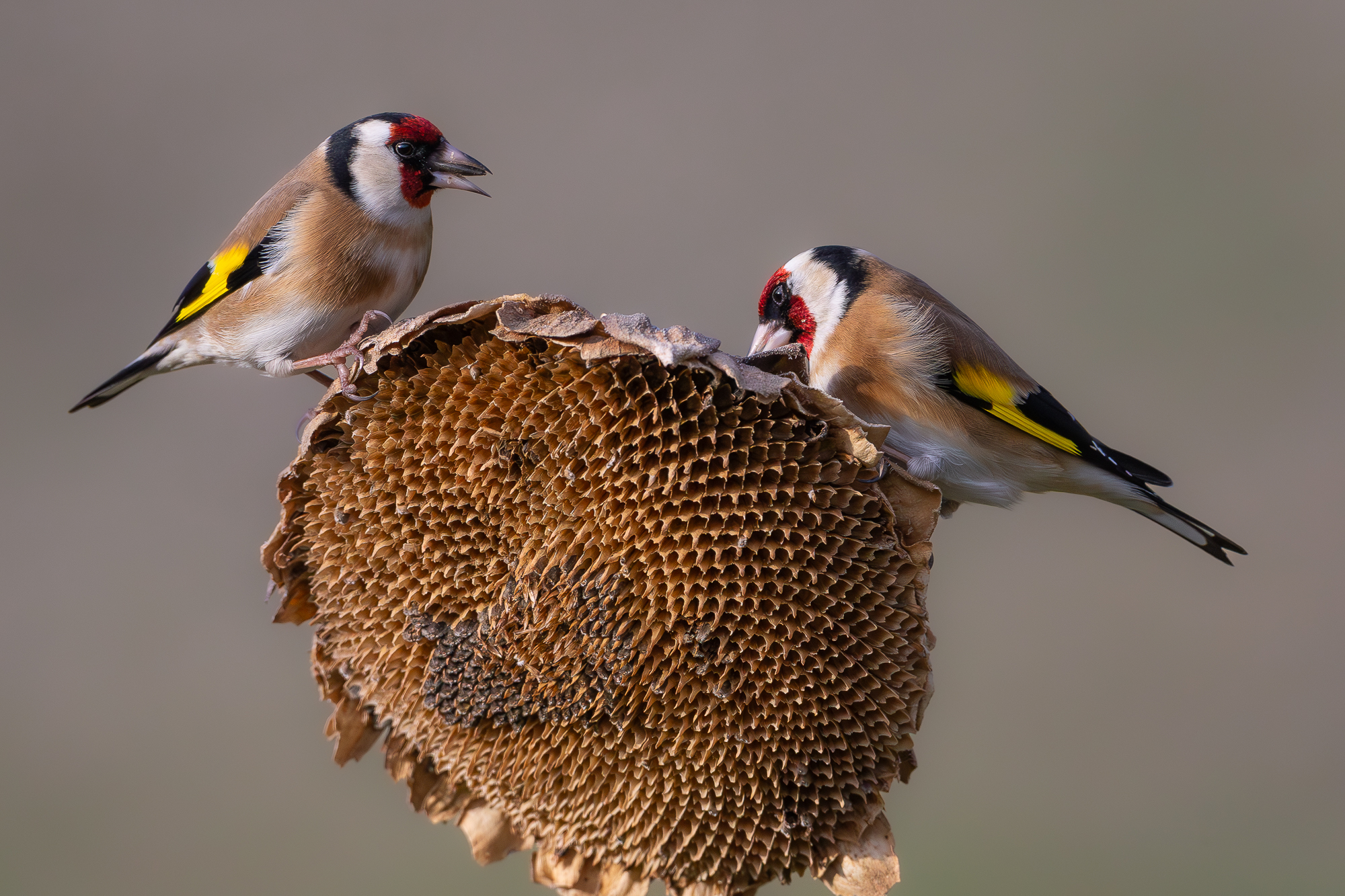 Goldfinches....