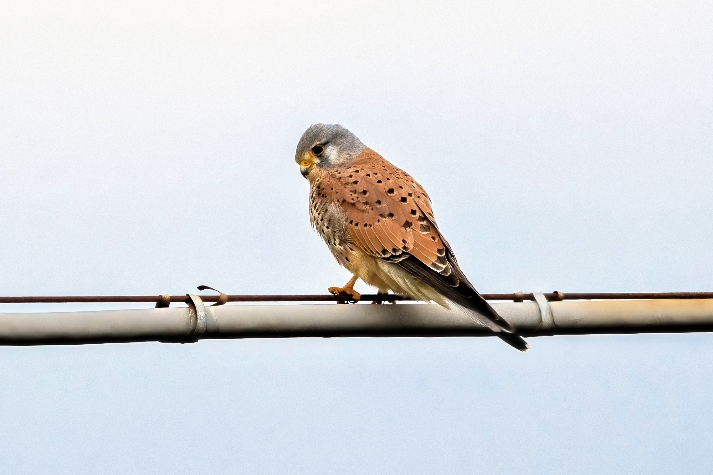 Kestrel (Falco tinnunculus) ...