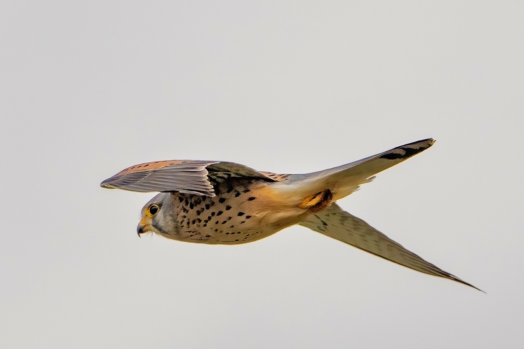 Kestrel (Falco tinnunculus)...