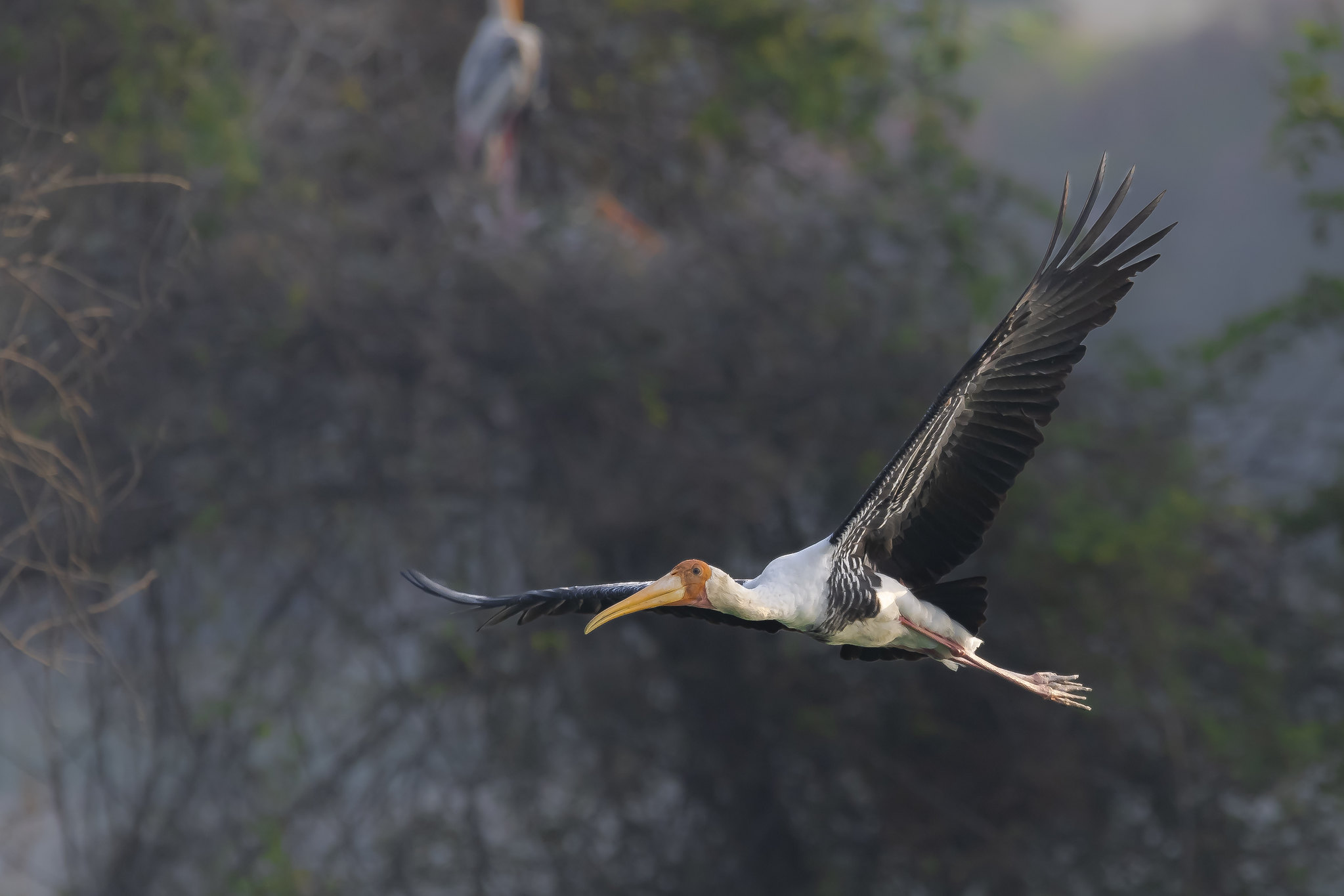 The painted stork...