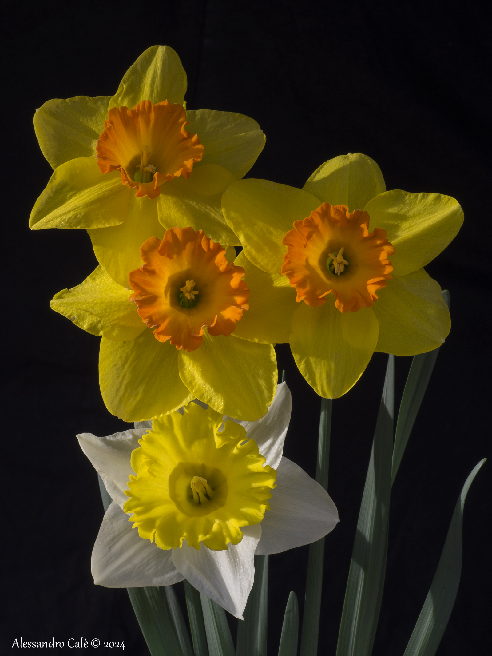 Irene's Daffodils 5811...