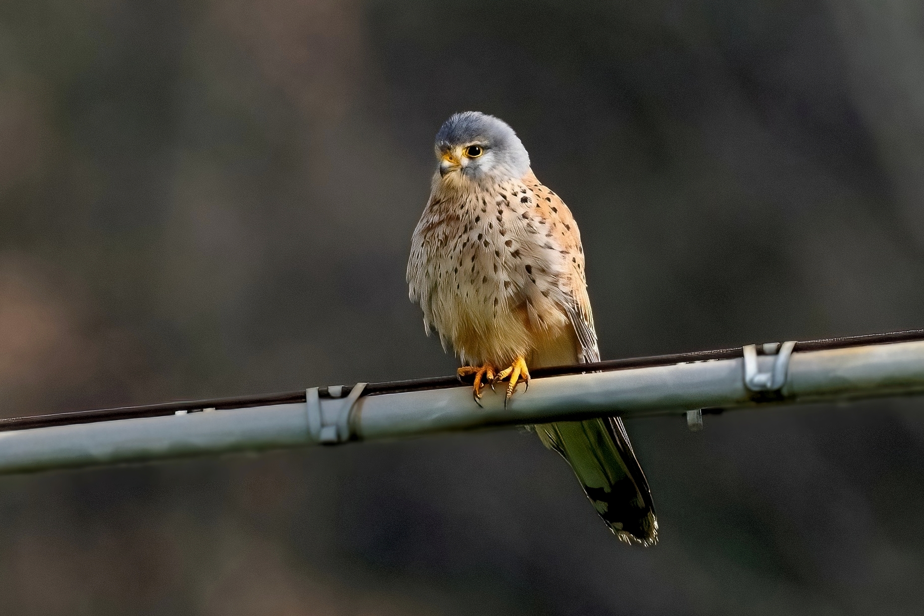 Gheppio (Falco tinnunculus)...