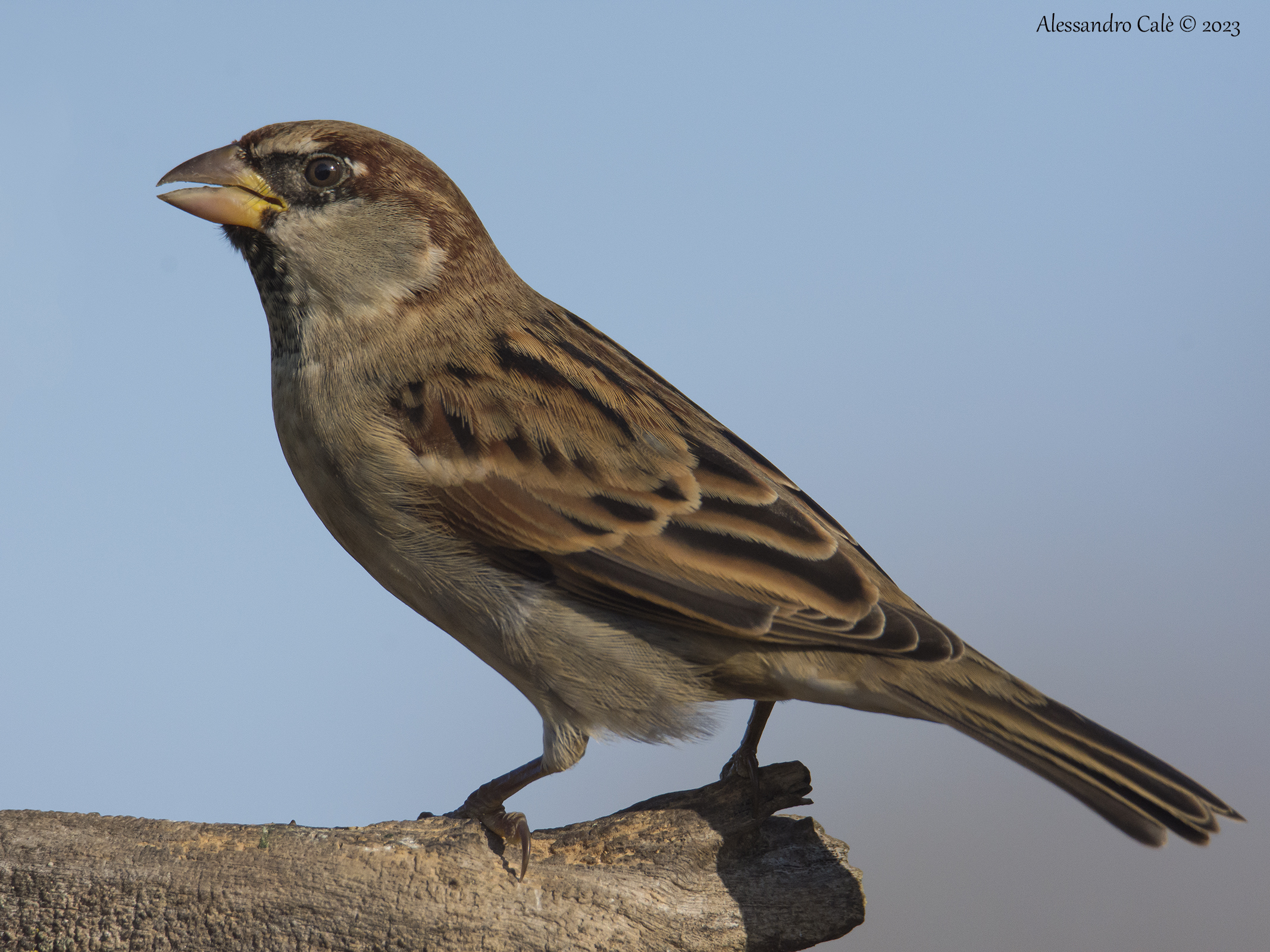 Passer domesticus (House sparrow) 16400159...