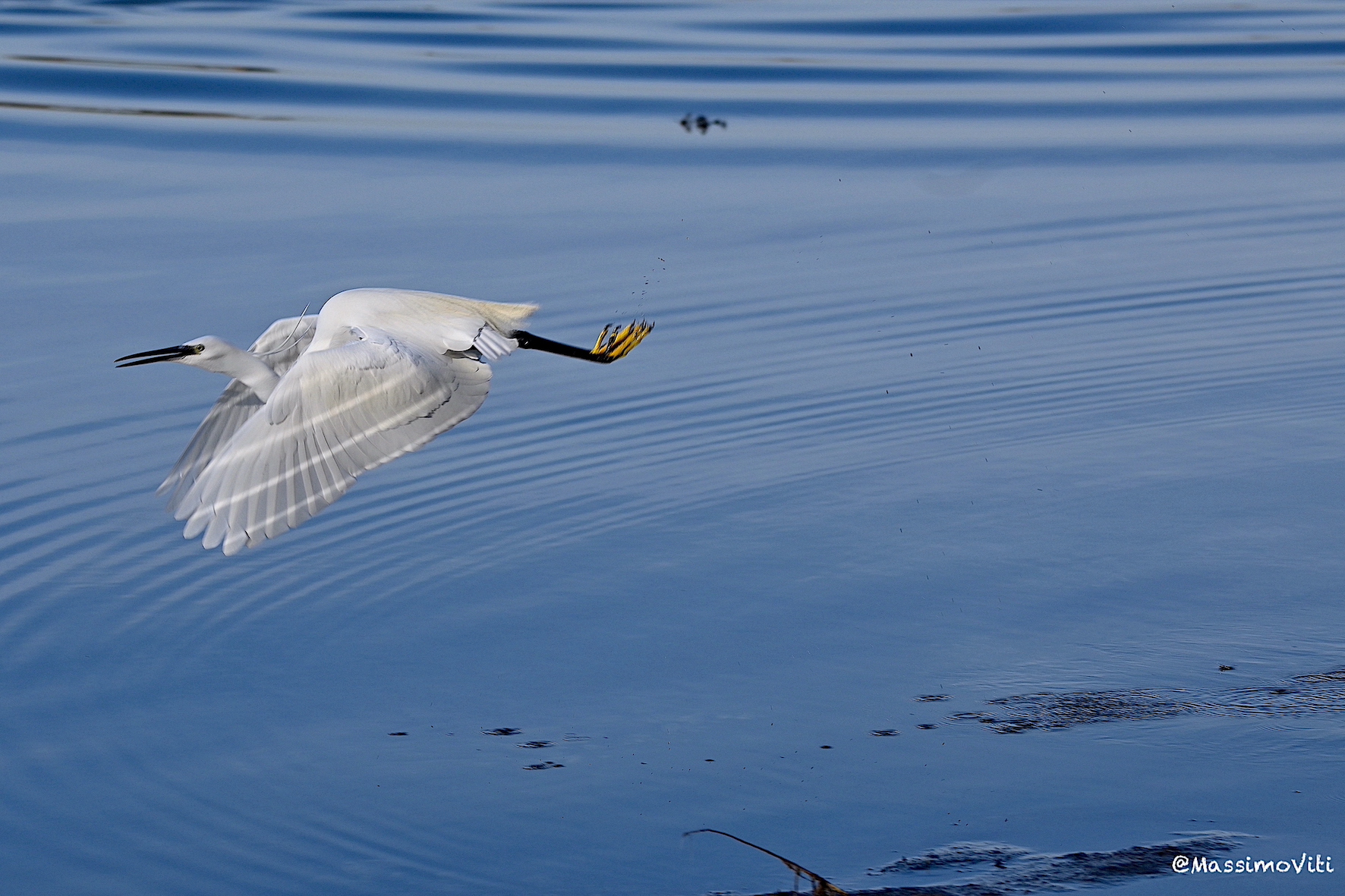 The departure of the Little Egret ( Egretta garzetta )...
