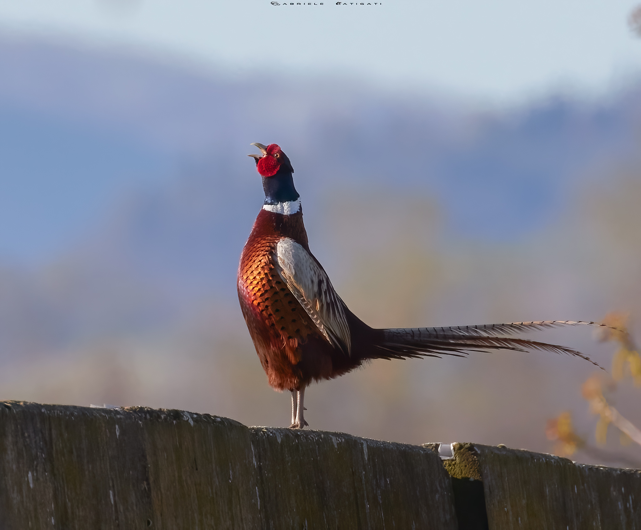The call of the pheasant....