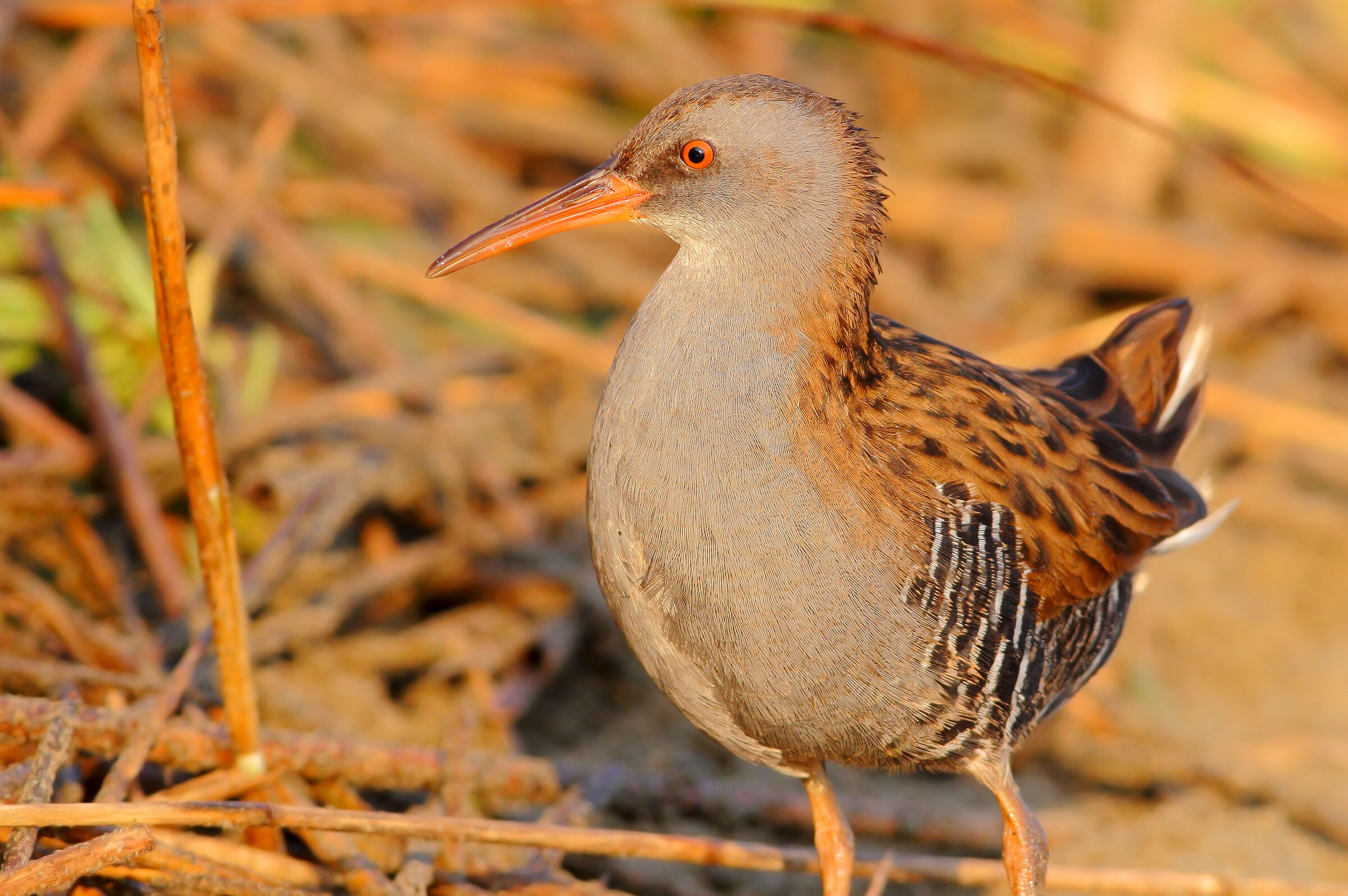 Water rail...