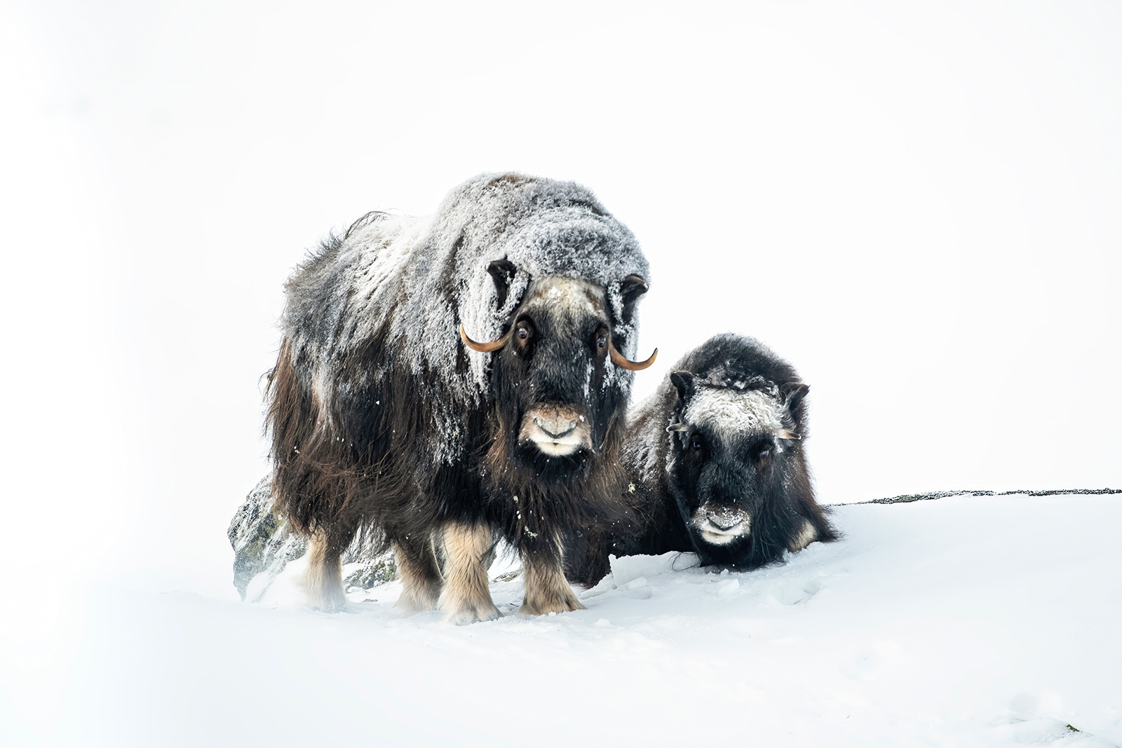Pair of Musk Oxen in winter...