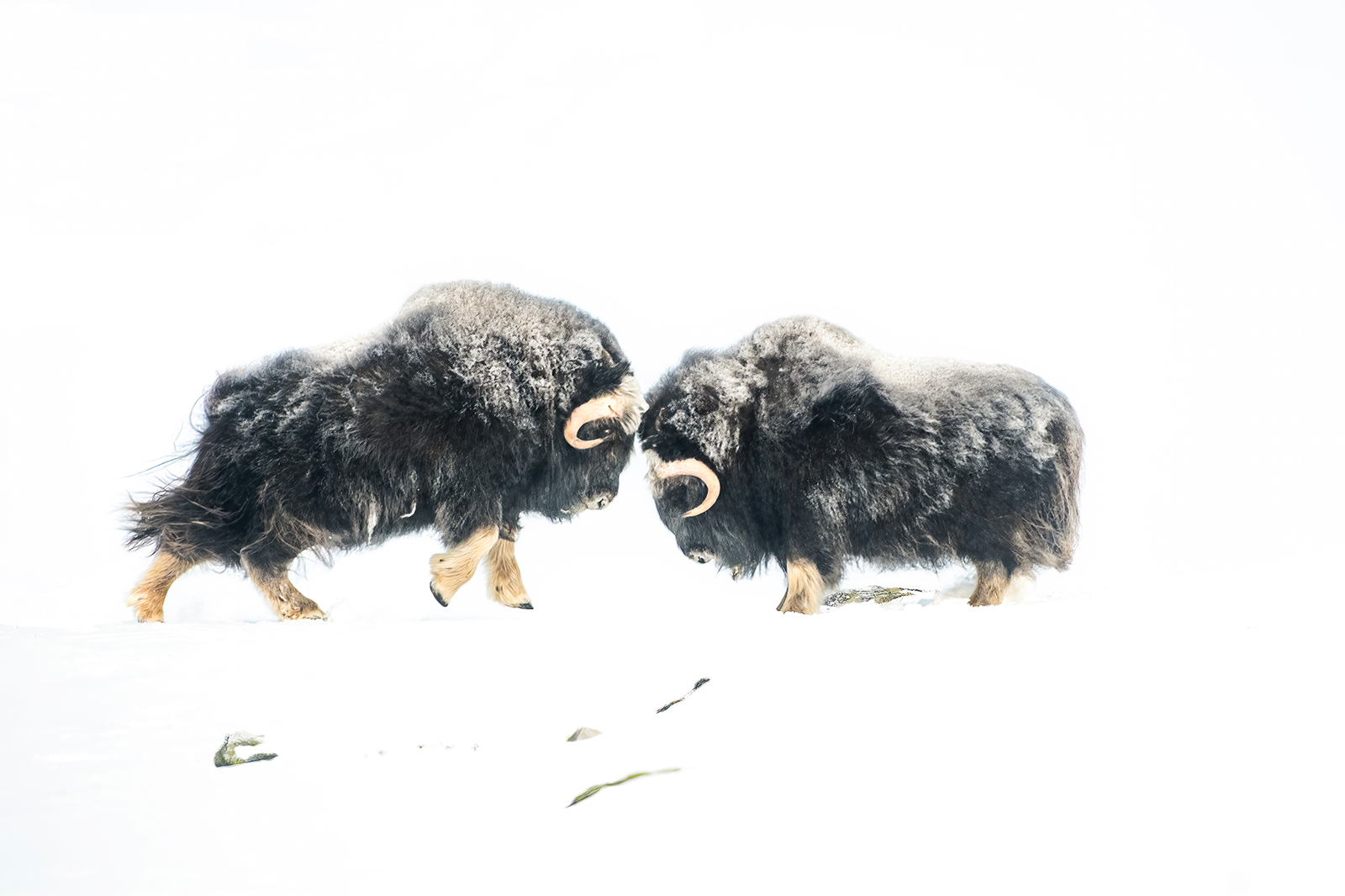 Head-to-head - Fight between two male musk ox...
