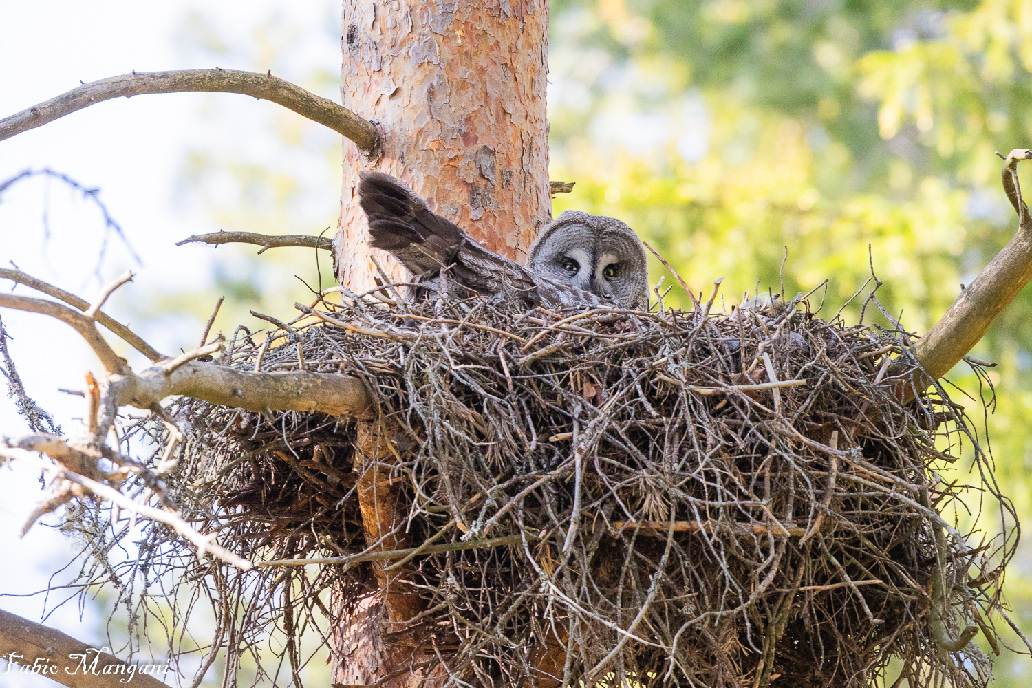 Lapland Owl hatching...