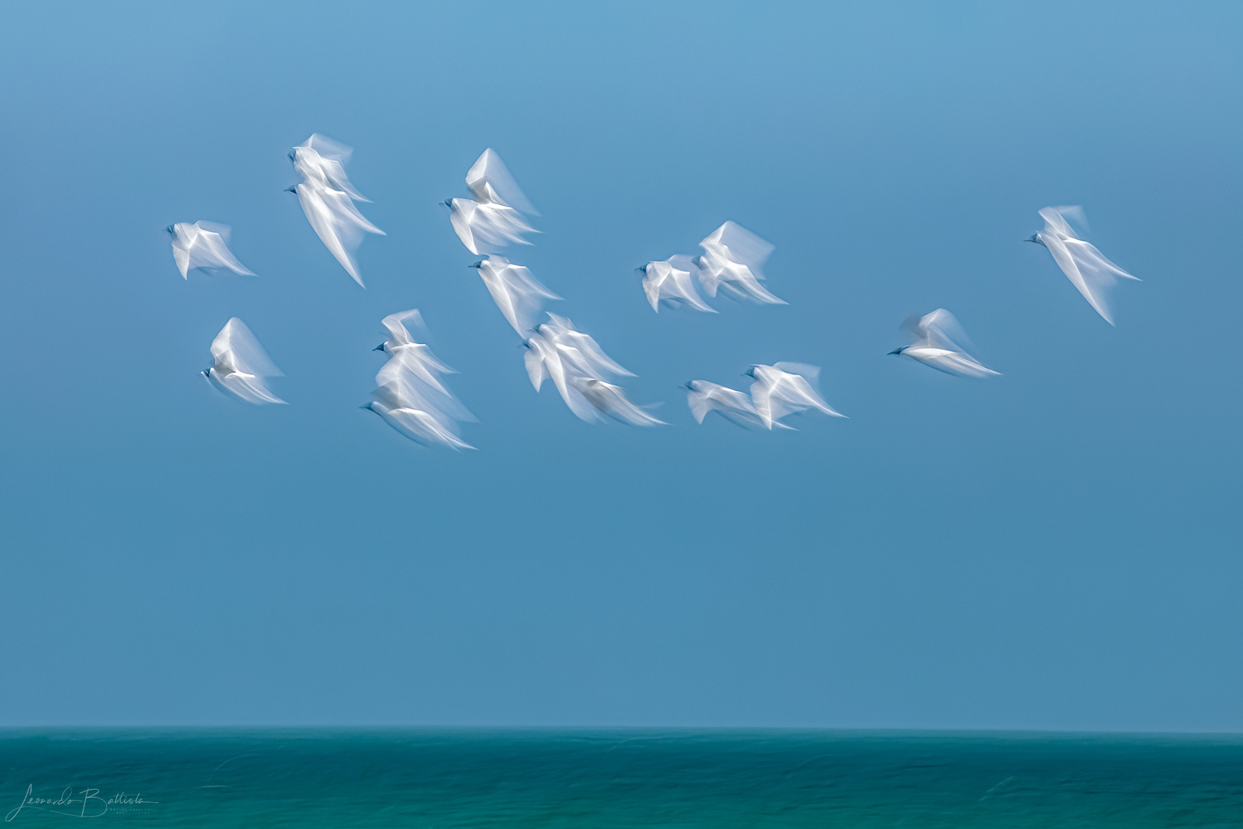 Coral gulls on the beach of Portonuovo (Vieste)...