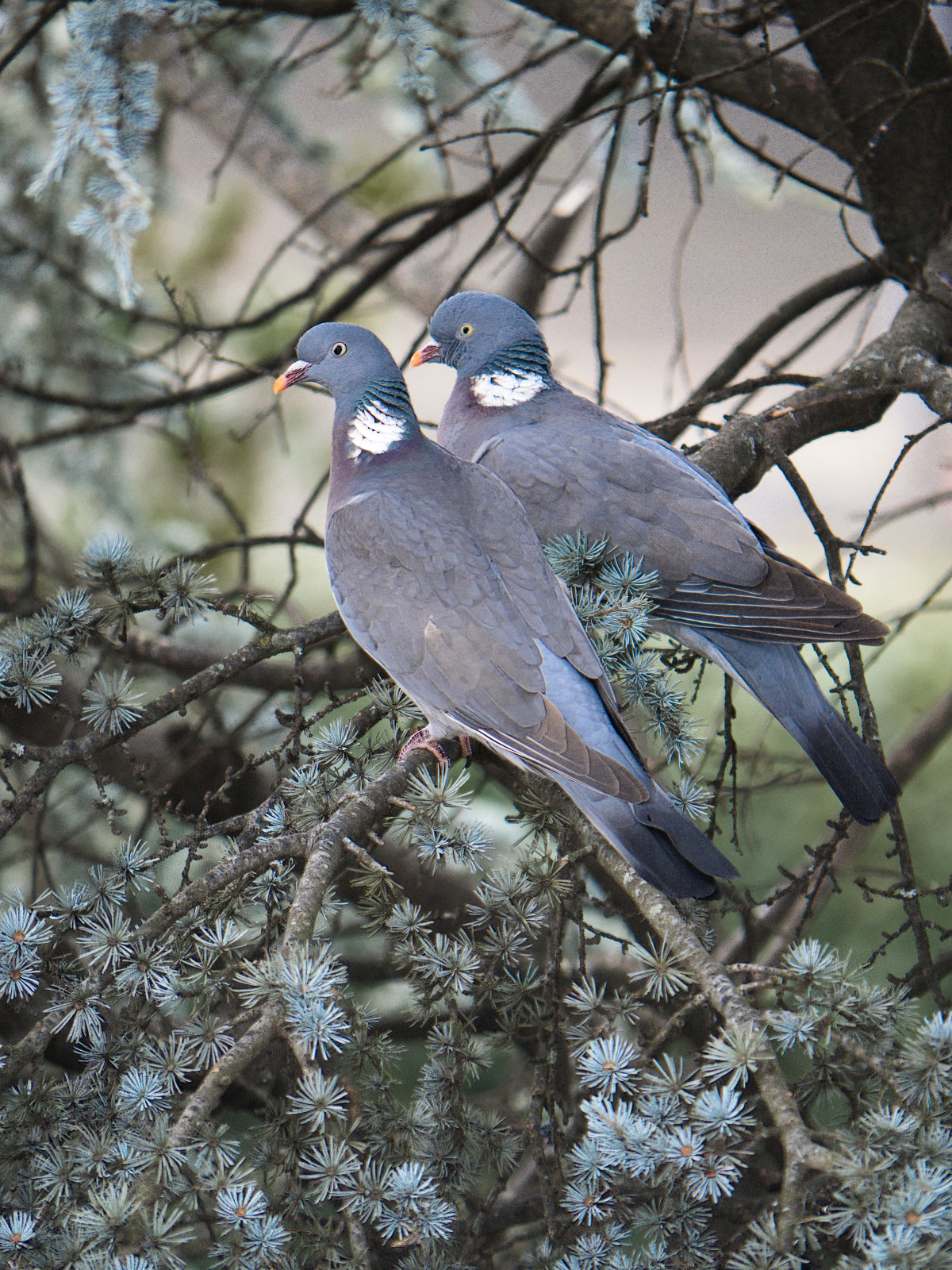 A wood pigeon doesn't make a spring, maybe two....