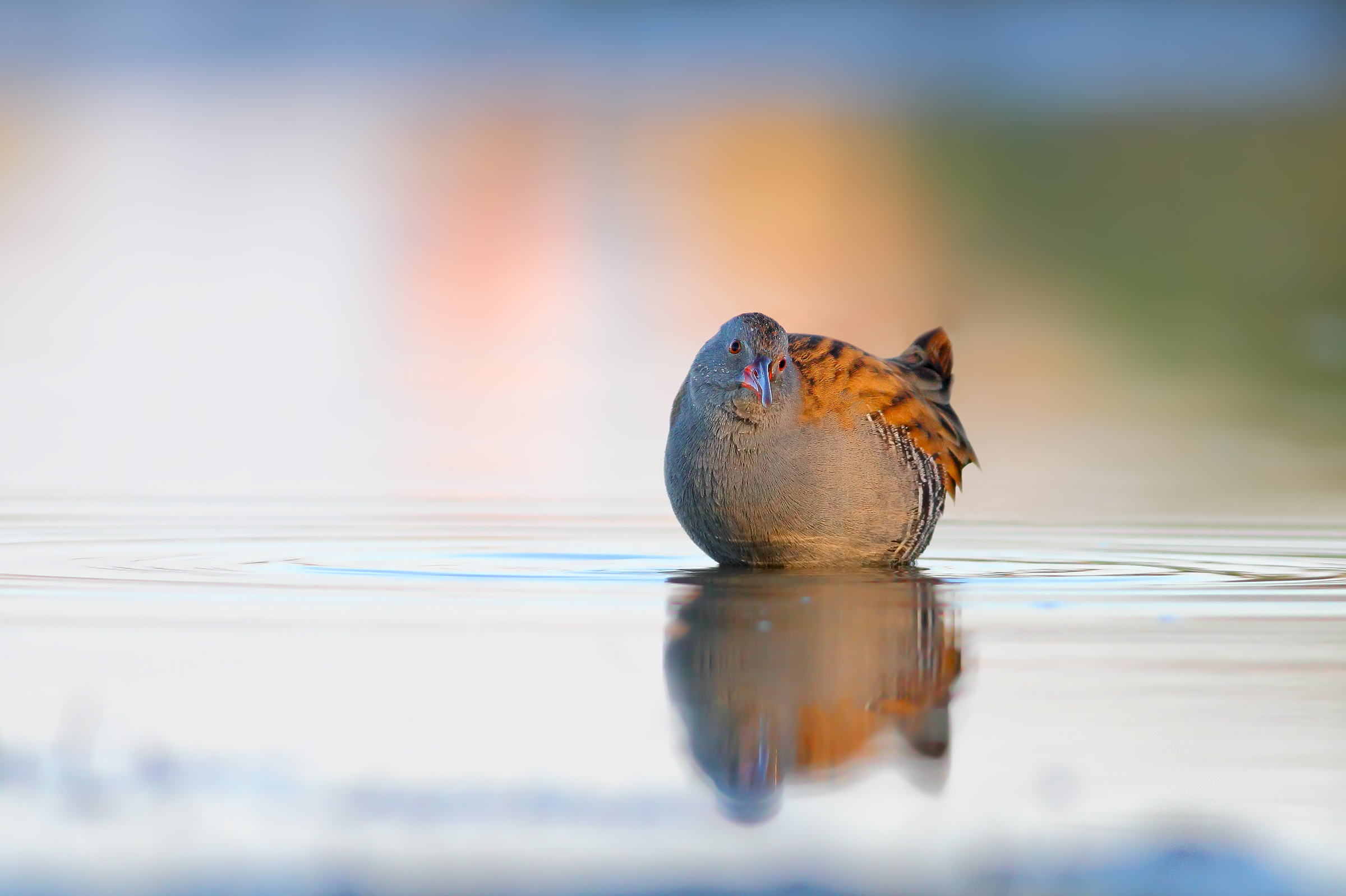 Water rail...