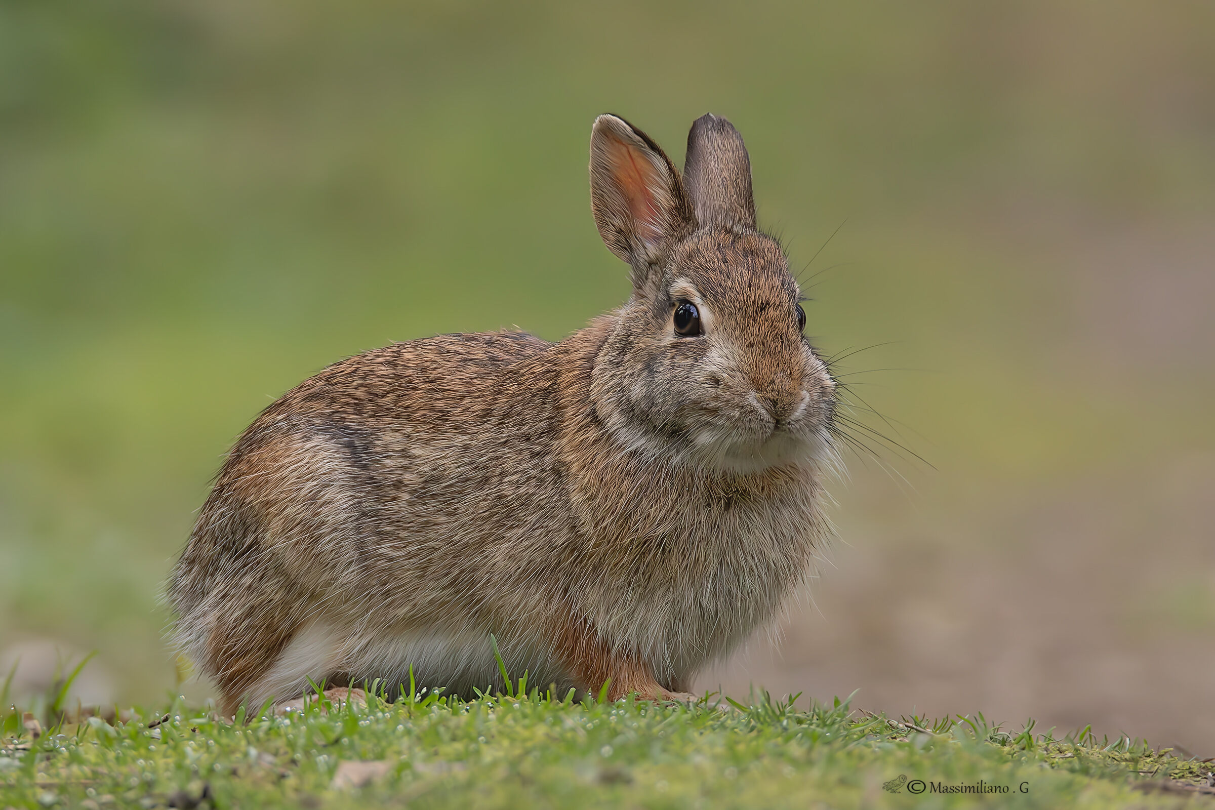 Mini Hare...